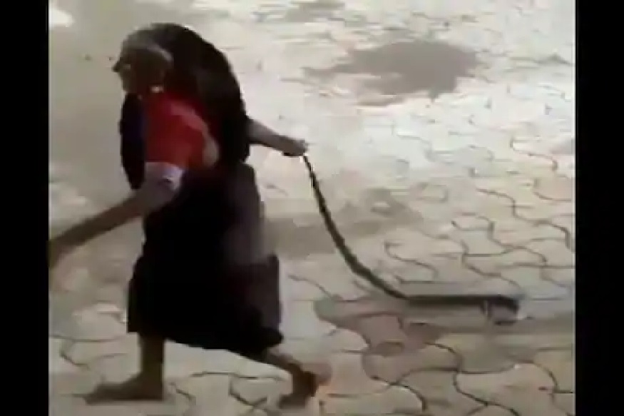 धाडसी आजी! नागाची शेपटी पकडून त्याला घराबाहेर काढलं, VIDEO VIRAL
