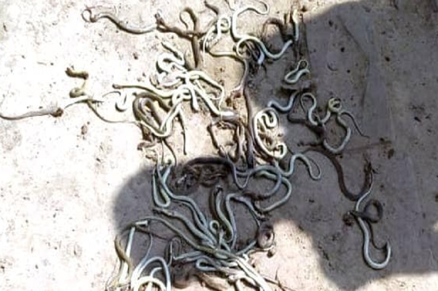 उंदरांच्या बिळात पाणी सोडलं आणि वेगवेगळ्या जातीचे 200 साप आले बाहेर