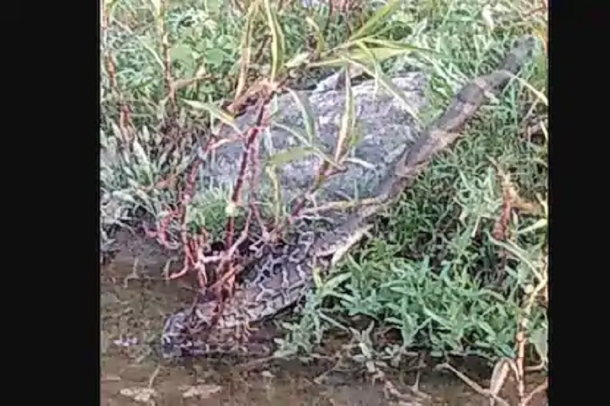 अबब! भलामोठा अजगर झाला शिकार, 15 फूट लांब किंग कोब्रानं बघताच क्षणी गिळलं