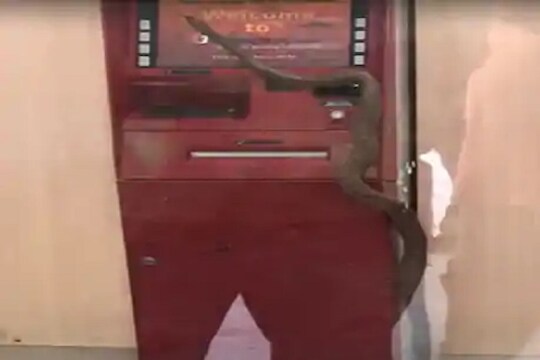 लॉकडाऊमध्ये ICICI बँकेत निघाला 7 फूट लांब कोब्रा, पाहा थराराक VIDEO