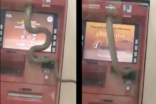 लांबलचक साप शिरला ATM मशिनमध्ये, अंगावर शहारे आणणारा VIDEO व्हायरल