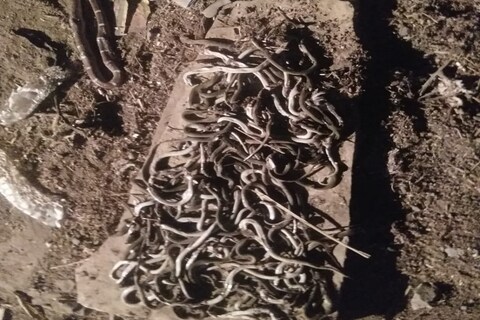 बुलढाण्यात खोदकाम करताना तब्बल 132 साप आढल्याने नागरिकांमध्ये भीतीचं वातावरण आहे. मिळालेल्या माहितीनुसार, गावकऱ्यांनी या सर्व सांपाना ठार मारलं आहे. 
