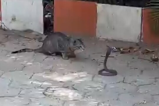 मांजर आणि साप आले समोरासमोर...लढाईत कोणी मारली बाजी, पाहा कधीच न पाहिलेला VIDEO