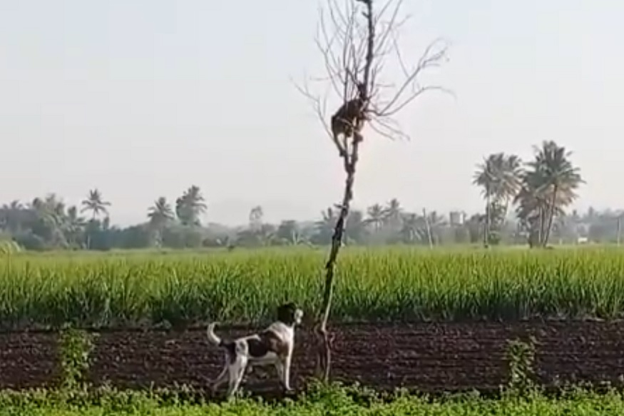 शिकारीच्या शोधात आलेल्या बिबट्याला कुत्र्यांनं शिकवला धडा, पाहा VIDEO