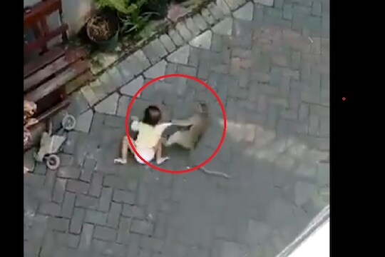 चक्क माकडाच्या पिल्लानं चिमुकल्याला फरफटत नेलं, पाहा VIDEO