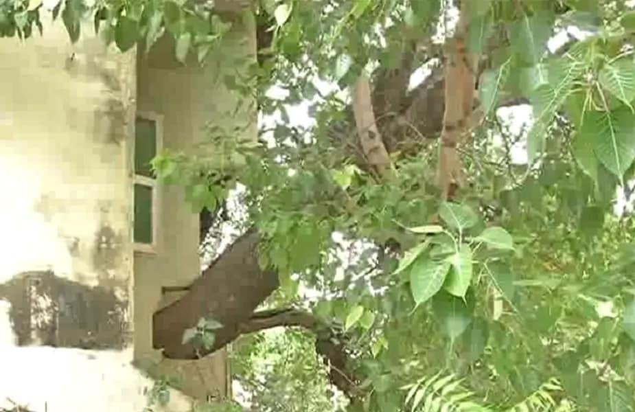 जबलपूरजवळ पनागर परिसरात एक अनोख घर पाहायला मिळालं. काही लोकांनी तर या घराला tree house असंही नाव दिलं आहे. या घराचे फोटो सध्या सोशल मीडियावर तुफान व्हायरल होत आहेत.