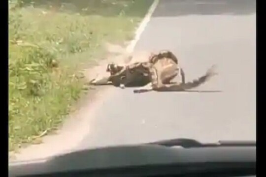 अजगराच्या तावडीतून तरुणानं अशी केली हरणाची सुटका, VIDEO VIRAL