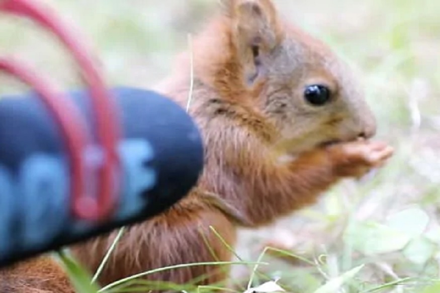 खारीनं खाताना असा काढला आवाज, 70 हजारहून अधिकवेळा पाहिला गेलाय 'हा' VIDEO