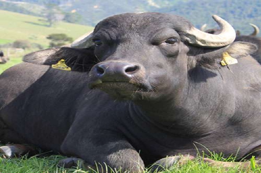 अरे देवा! म्हशीच्या दुधाचं कर्ज उतरवण्यासाठी कॉन्स्टेबलनं मागितली सुट्टी