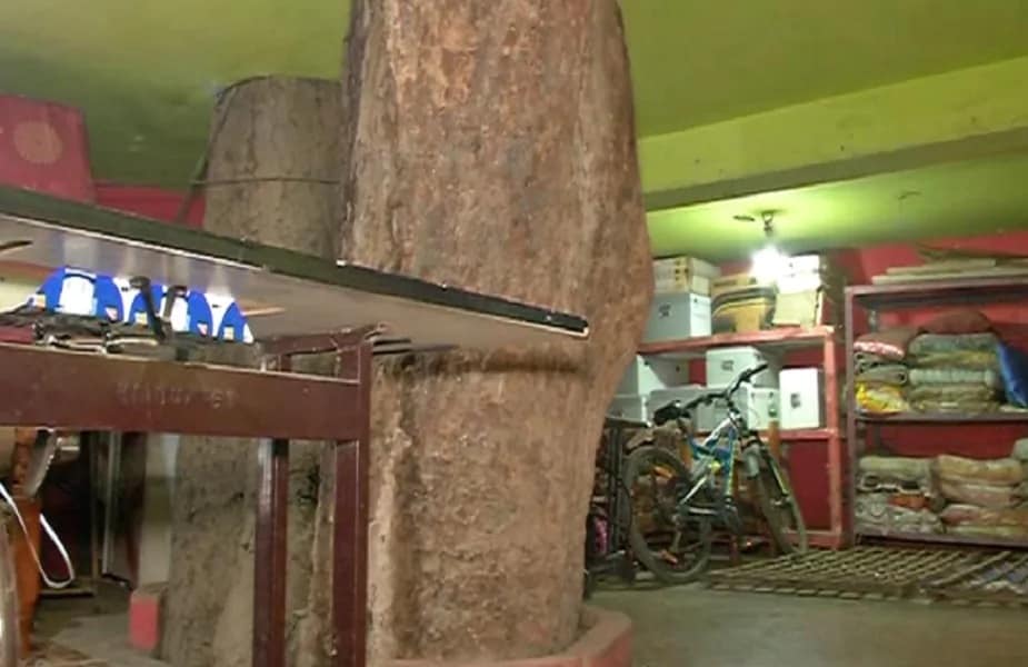 पर्यावरण संरक्षणाबरोबरच पिंपळाच्या झाडालाही आध्यात्मिक महत्त्व आहे. पिंपळाच्या झाडामध्ये 33 कोटी देव असतात असंही म्हटलं जातं याशिवाय त्याच्यापासून सर्वाधिक ऑक्सिजनही मिळतो.