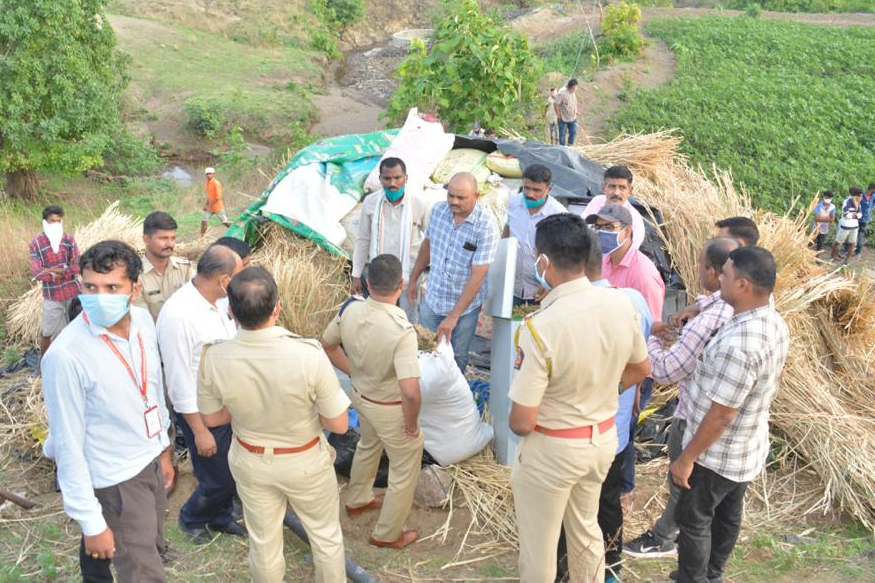 मोठी कारवाई! अबब... शेतकऱ्याच्या शेतात एवढा गांजा पाहून पोलिसही चक्रावले