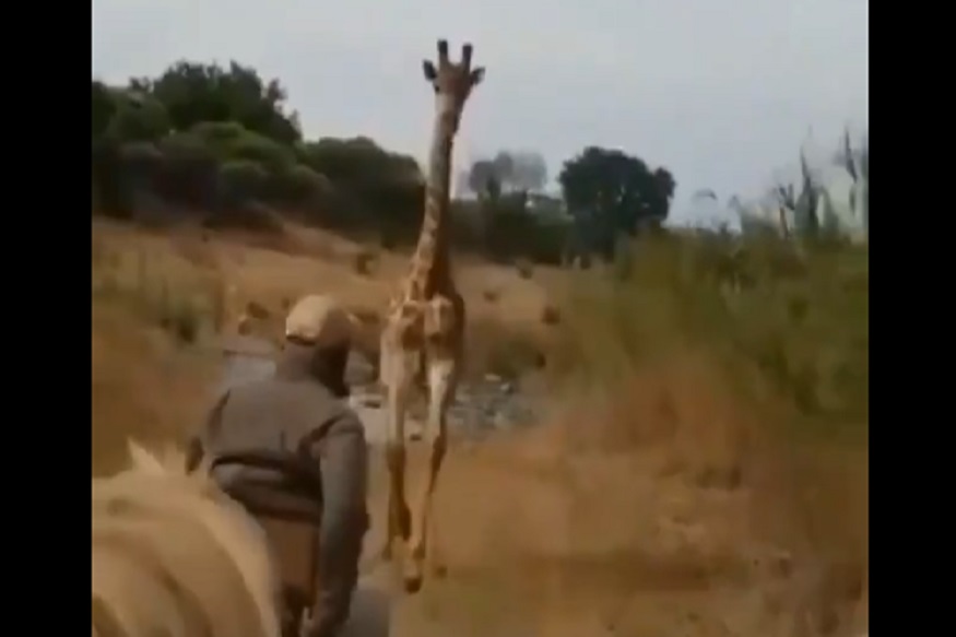 जिराफाशी पंगा नकोच! गाडीचा पाठलाग करतानाचा VIDEO पाहून नेटिझन्स थक्क