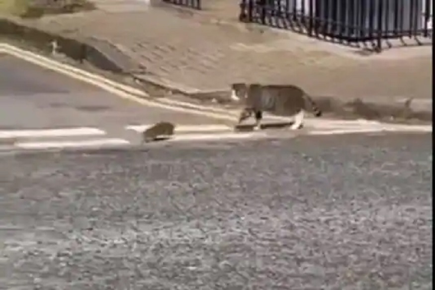 उंदीर-मांजराची जमली गट्टी; रिअल लाइफमधील TOM & JERRY चा व्हिडीओ व्हायरल