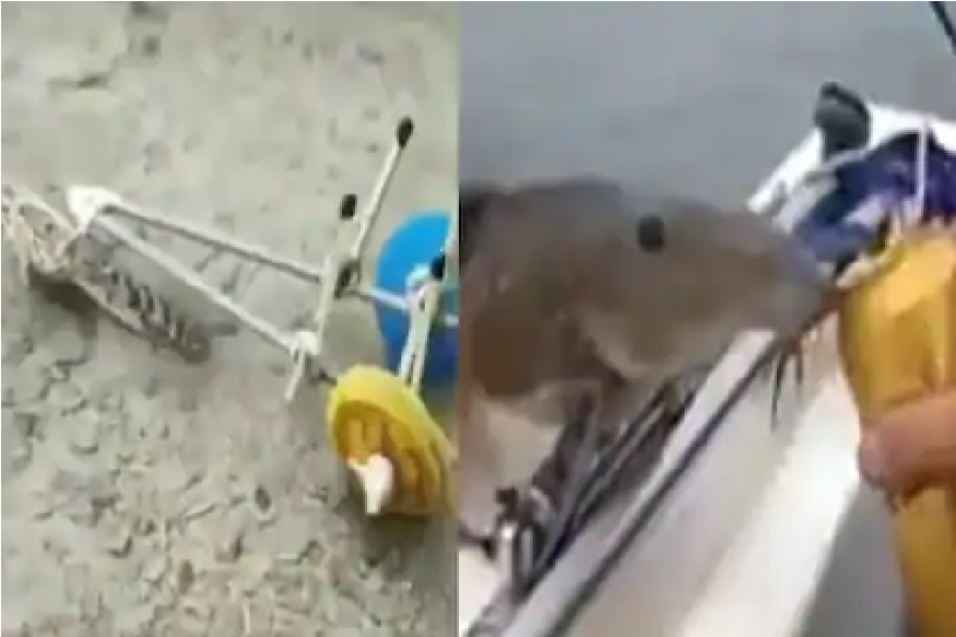 टोळधाड नांगर ओढतेय तर मासळी बिअर पितेय, हा VIRAL VIDEO पाहिलात तर पोट धरून हसाल