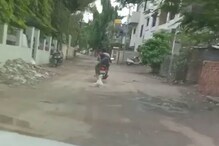 हत्तीच्या हत्येमुळे देश हादरला, औरंगाबादमधून आली कुत्र्याची संतापजनक घटना समोर हत्तीच्या हत्येमुळे देश हादरला, औरंगाबादमधून आली कुत्र्याची संतापजनक घटना समोर