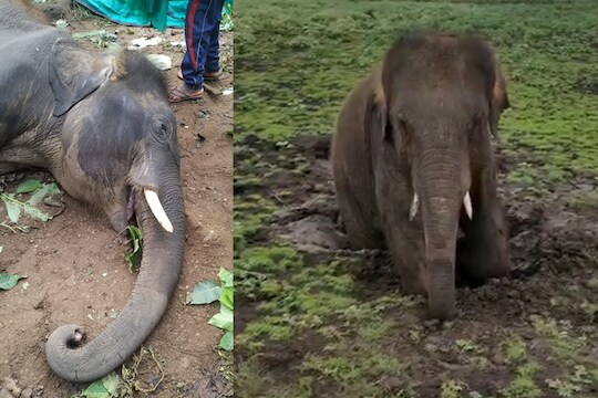 धक्कादायक, अवघ्या 4 वर्षांच्या आदित्य हत्तीचा दुर्दैवी मृत्यू