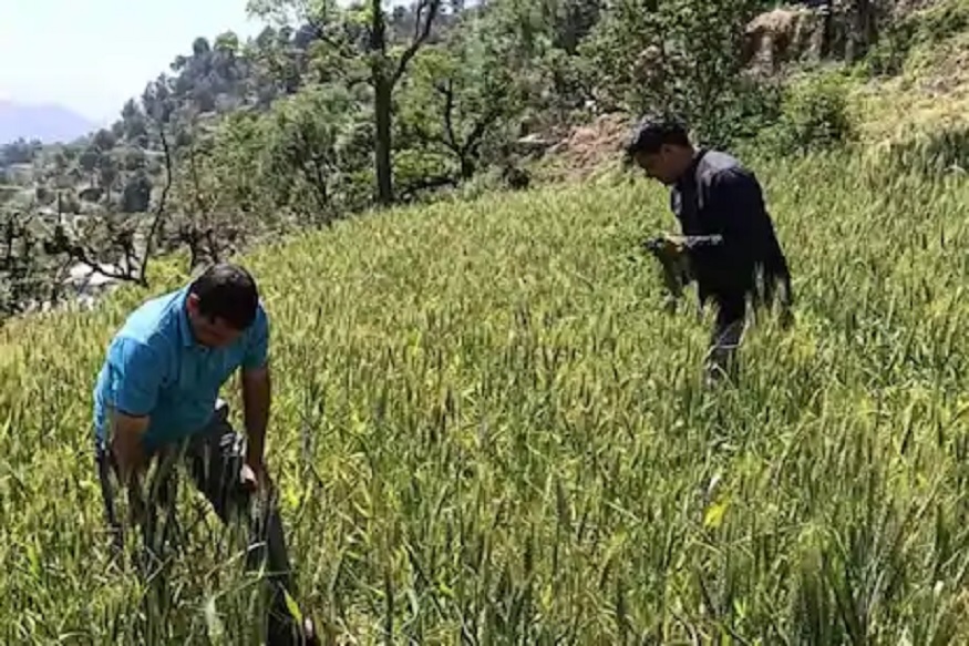 Lockdownमुळे स्वप्न भंगलं, सिंगापूरमध्ये असलेला शेफ आता चारतोय बकऱ्या!