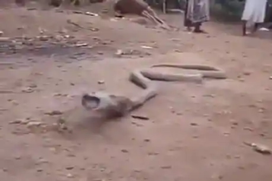 भररस्त्यात कोब्राने केली उलटी; पोटातून जे बाहेर पडलं VIDEO पाहून थक्क व्हाल