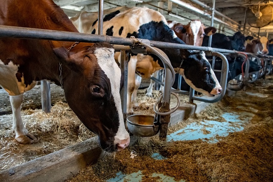 Cows eat feed mixed with excess milk on the Thiele Dairy Farm, Tuesday, May 5, 2020, in Cabot, Pa. Due to changes in the market from the new coronavirus pandemic, farmers find themselves with a glut of perishable products that they cannot sell and aren't able to donate. Farmer William Thiele has had to dump milk or feed it back to his cows in this way since his cows are making more milk than he can sell. (Alexandra Wimley/Pittsburgh Post-Gazette via AP)