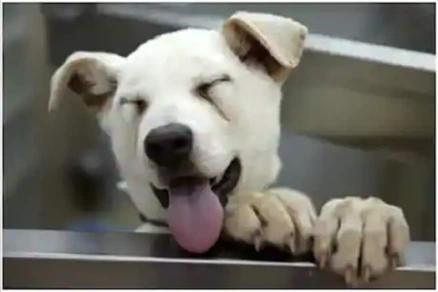 सोशल मीडियावर कंपनीने Dog Busch brew ची घोषणा करताच अनेक प्राणीप्रेमींनी यावर प्रतिक्रिया दिल्या आहेत. सोशल मीडियावर कंपनीने Dog Busch brew ची घोषणा करताच अनेक प्राणीप्रेमींनी यावर प्रतिक्रिया दिल्या आहेत.