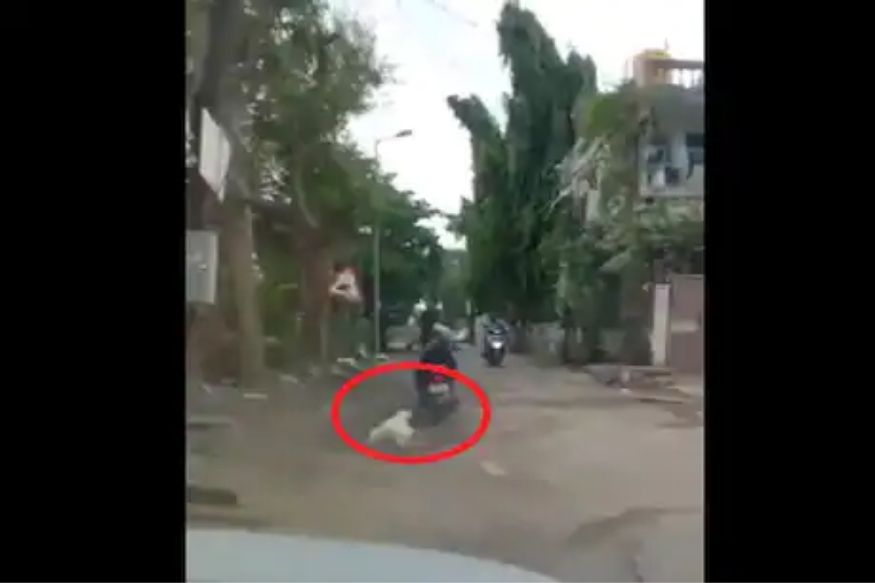 आता हद्द झाली! हत्तीणीनंतर कुत्र्यावर पाशवी अत्याचार; औरंगाबादमधील धक्कादायक VIDEO