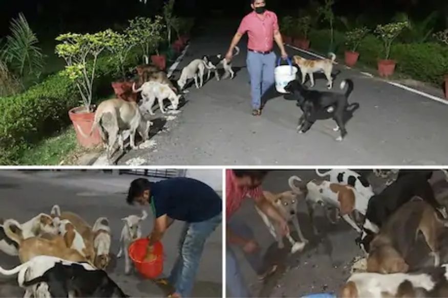 कोरोनाच्या संकटात यांना विसरलात; मात्र हा तरुण दररोज 700 कुत्र्यांचं भरतोय पोट