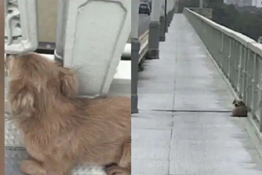 मालकाने नदीत उडी मारून केली आत्महत्या; त्याच पुलावर मालकाची वाटत बसला कुत्रा