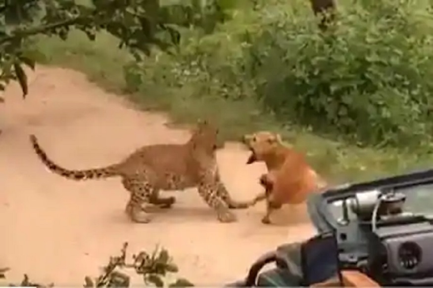 VIDEO : कुत्र्यासमोर बिबट्यालाही मानावी लागली हार, पाहा नेमकं काय घडलं