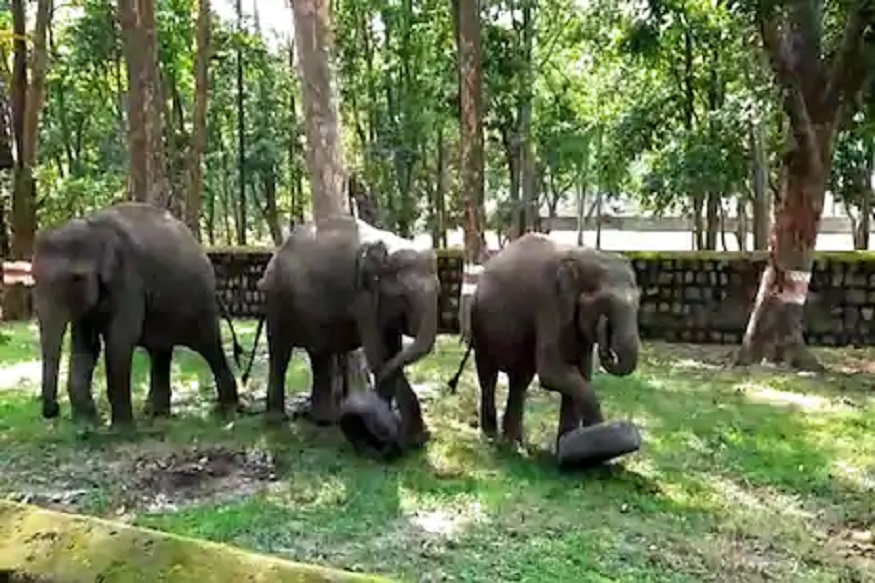 आता हत्तीही जिममध्ये गाळणार घाम; एक्सरसाइज करून फिट राहणार