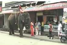 VIDEO - हत्तीही पडला चहाच्या प्रेमात; खास रेस्टॉरंटमध्येच घेतो चुस्की