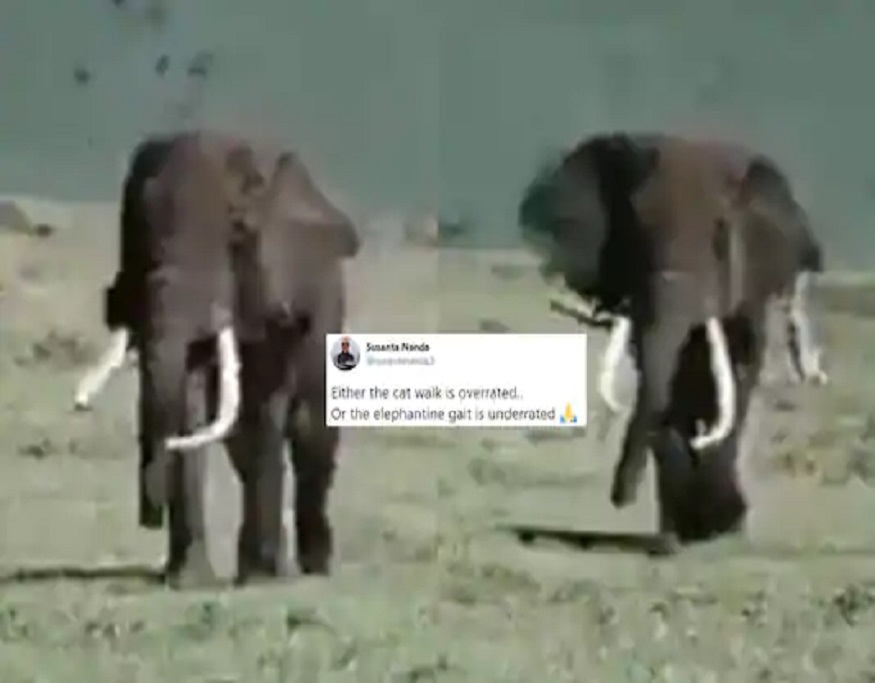 हत्तीच्या चालीचा हा VIDEO पाहा; याचेच दिवाने व्हाल कॅटवॉकही विसराल