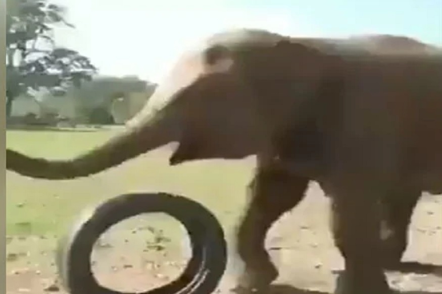 फूटबॉलसारखा हत्तीनं उडवला गाडीचा टायर, पुढे काय झालं पाहा VIDEO