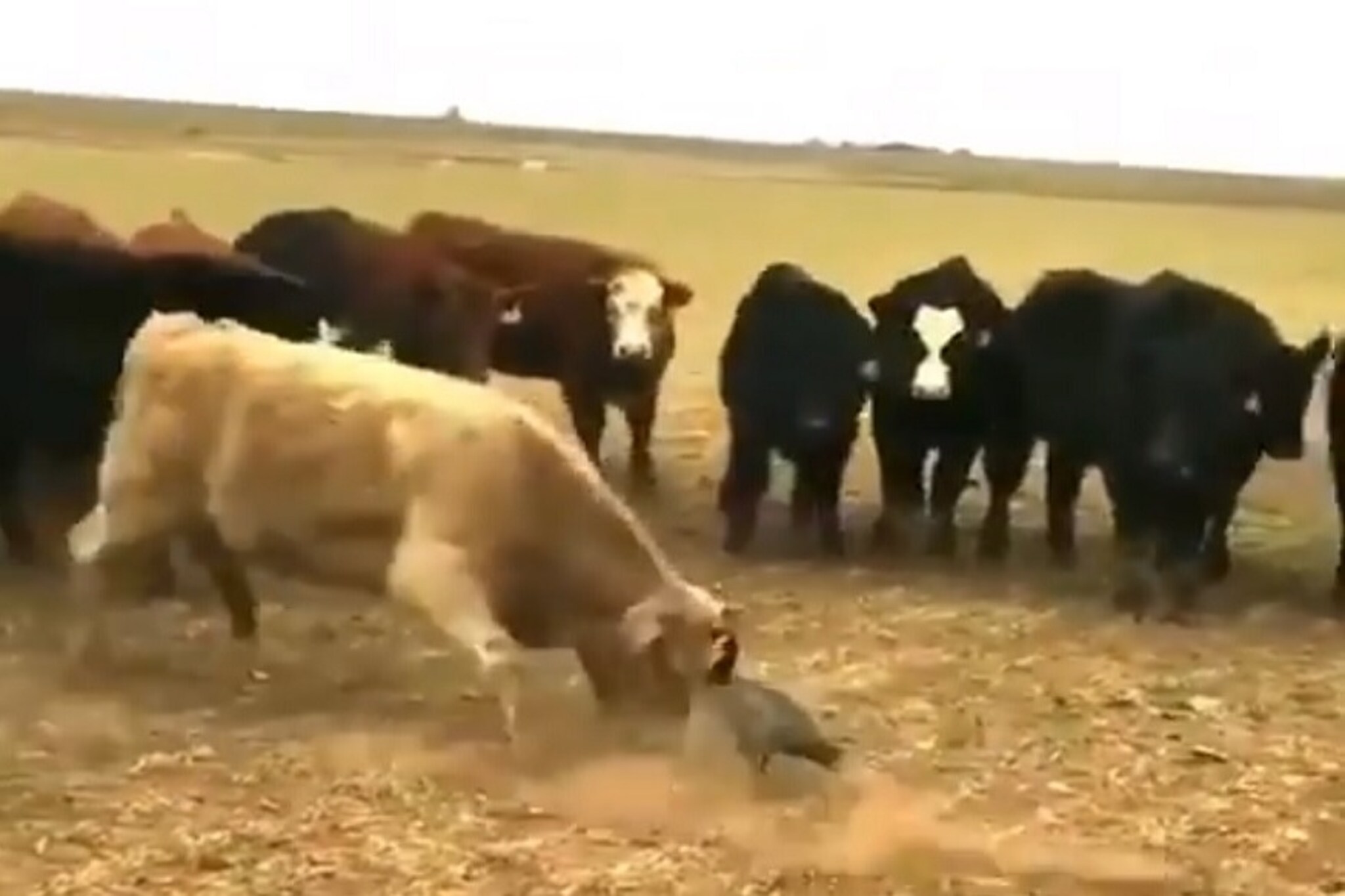 गायींच्या कळपात एकट्या बदकानं घेतला पंगा, पुढे काय झालं पाहा VIDEO