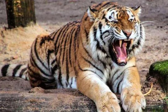 करिनाची अखेर मालवली प्राणज्योत, आता कोरोना टेस्ट रिपोर्टची प्रतिक्षा