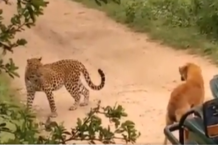 कोण सर्वात शक्तिशाली? हल्ला करणाऱ्या बिबट्याला कुत्र्याने लावलं पळवून, पाहा VIDEO