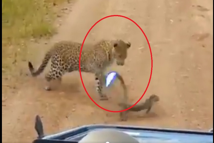 शिकारीसाठी आलेल्या बिबट्याला सरड्यानं दिला 'जोर का झटका', काय केलं पाहा VIDEO