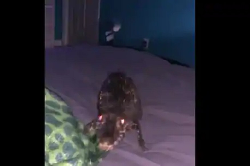 VIDEO : झोपलेलं असताना अचानक पांघरुणात आली मगर, पाहूनच उडाला थरकाप