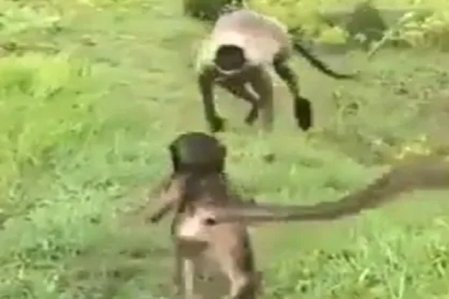 VIDEO : शेतकऱ्यानं वानराच्या पिल्लाला दिलं जीवदान, जाळ्यातून अशी केली सुटका