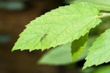 घराच्या आवारात लावा ही झाडं; मच्छर होतील छुमंतर घराच्या आवारात लावा ही झाडं; मच्छर होतील छुमंतर