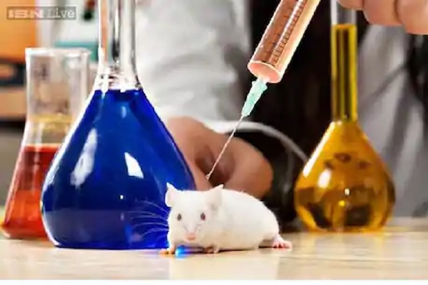 COVID-19च्या औषध परिक्षणासाठी उंदरांची कमतरता, शास्त्रज्ञांनी शोधला हा उपाय