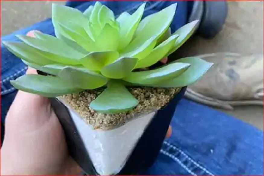 2 वर्षे ज्या झाडाला घातलं पाणी; त्याच्याबाबत असं काही समजलं की महिलेला बसला शॉक