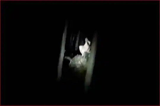 जंगलातून येऊ लागला विचित्र आवाज; त्यानंतर जे दिसलं VIDEO पाहून तुमचाही उडेल थरकाप