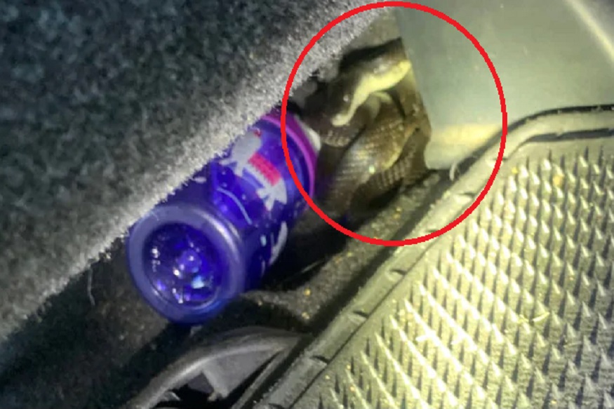 हायवेवर गाडी चावलत असतानाच दिसला साप, महिलेनं चालत्या गाडीतून मारली उडी आणि....