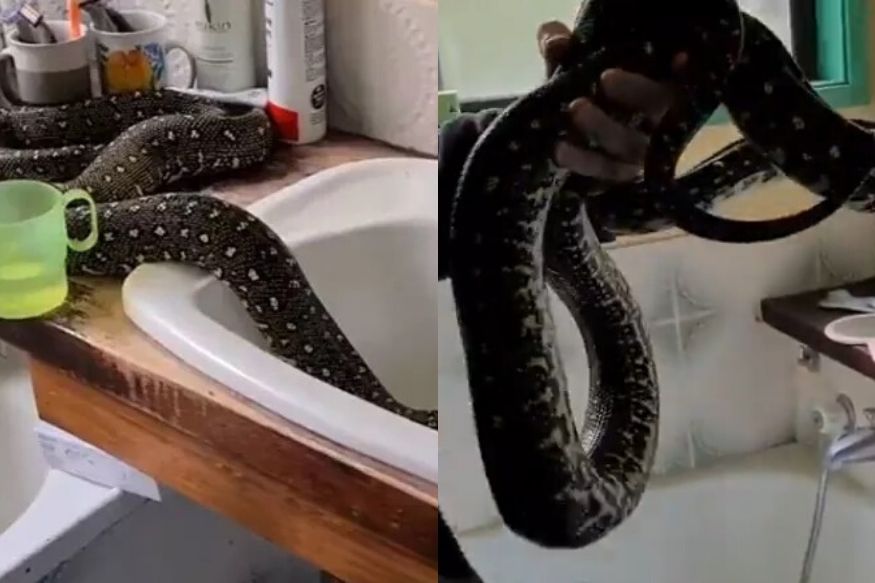 VIDEO : अगदी शांतपणे पकडला सिंकमध्ये आलेला भलामोठा पायथॉन, नेटकरी आश्चर्यचकित
