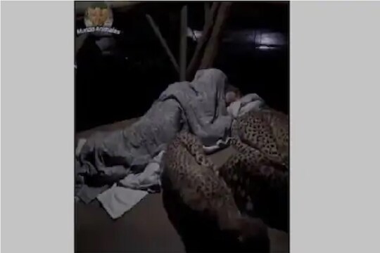 मध्यरात्री बिबट्याला थंडी लागली, तर व्यक्तीने लहान बाळासारखं घेतलं चादरीत VIDEO VIRAL