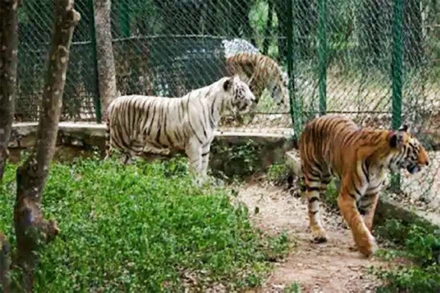 काय सांगता! तरुणानं अख्खी रात्र काढली वाघाच्या पिंजऱ्यात, नंतर झालं असं...
