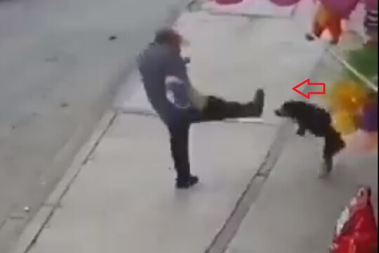 भुंकणाऱ्या कुत्र्याला लाथ मारायला गेला तरुण, काय घडलं पाहा VIDEO