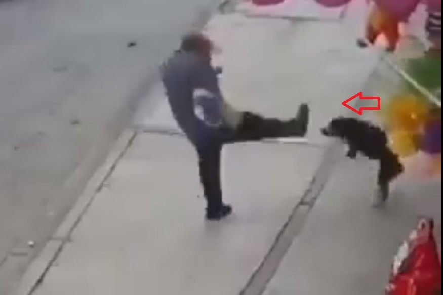 भुंकणाऱ्या कुत्र्याला लाथ मारायला गेला तरुण, काय घडलं पाहा VIDEO