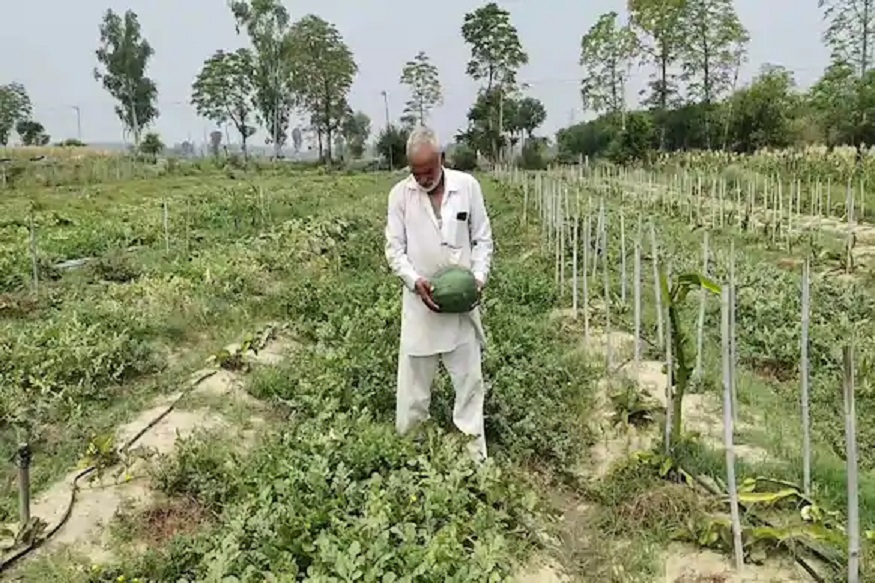 अधिक गोड तरी शुगर फ्री; डायबेटिज रुग्णांसाठी स्पेशल कलिंगड