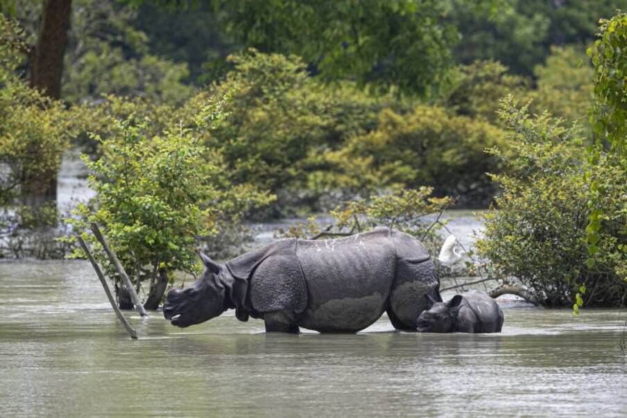 हा एकशिंगी गेंड्यांचा (Rhino )अधिवास असलेलं काझिरंगा अभयारण्य अक्षरशः पाण्यात गेलं आहे. 